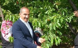Uçak; “Don kirazı, kiraz ihracatı vurdu”