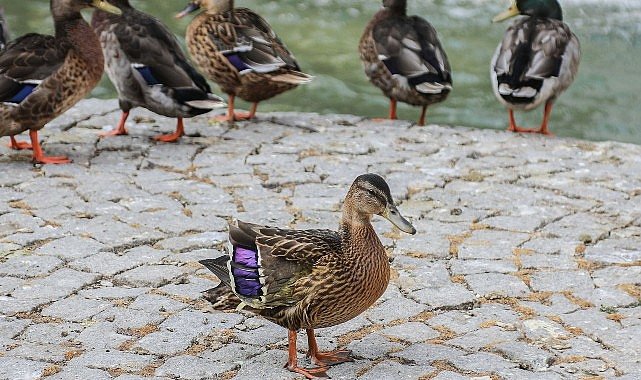 Kuğulu Park’ta Yaralı Yavru Ördeğe Yeni Yuva