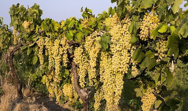 Sultani Üzüm İhracatı 4 Ağustos’ta Başlıyor