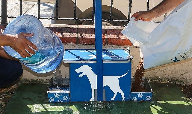 Küçükçekmece’de Sokak Hayvanları İçin Su ve Mama Seferberliği