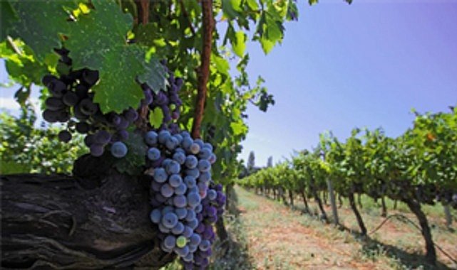 İzmir Bağcılık Mirası İçin Iter Vitis Yolunda