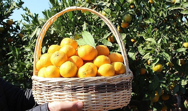 Satsuma Mandalina İhracatı 17 Ekim’de Başlıyor